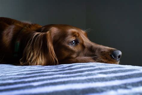 What is second dog syndrome?